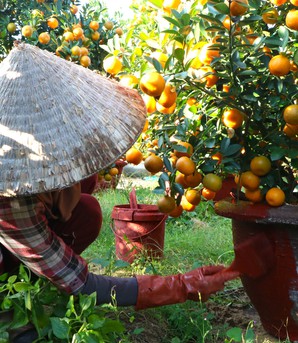 Những phụ nữ giữ nhịp Tết ở "thủ phủ quất lớn nhất miền Trung"