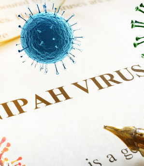 Chuyên gia: Cần cảnh giác với virus Nipah nhưng không nên quá lo lắng