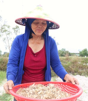 Rộn ràng mùa kiệu Tết trên vùng cát ở Đà Nẵng