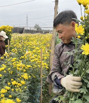 Làng hoa Tây Tựu nhộn nhịp vào vụ Tết sau những tháng ngày thiệt hại nặng nề vì thiên tai