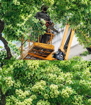 Nhiều tuyến phố Hà Nội có hàng trăm cây hoa sữa được cắt tỉa