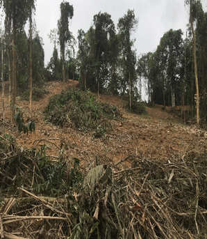 Vụ án hủy hoại rừng ở Nghệ An: Vì sao bị cáo kêu oan?