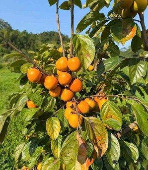 Từ quả hồng xứ Lạng đến sinh kế cho phụ nữ vùng biên