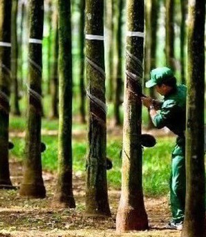 Vì sao giá cổ phiếu Cao su Tây Ninh tăng gần 30% trong khi lợi nhuận giảm?