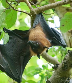 Không chỉ có virus Nipah, một "sát thủ" mới đang trỗi dậy