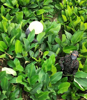 Hà Nội: Cả làng từ sáng đến khuya tất bật thu hoạch lá dong phục vụ Tết