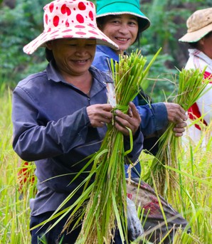 Mùa vàng trên non