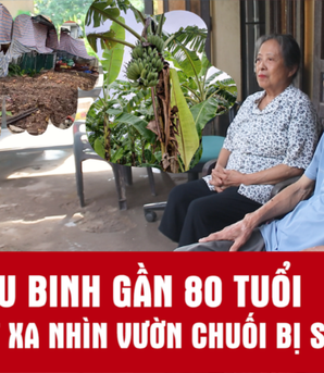 Cựu binh gần 80 tuổi xót xa nhìn vườn chuối bị san phẳng trong 2 giờ