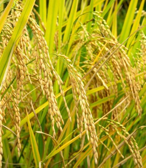 Tương lai ngành lúa gạo Việt Nam sẽ ra sao trong 10 năm tới?