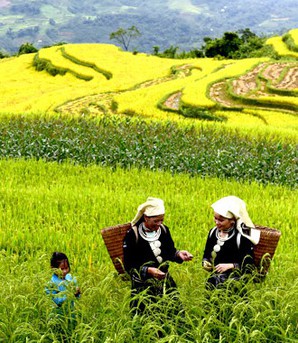 Sửa Luật Đất đai và những tác động giới: Nhìn từ nguyên tắc pháp lý đến sinh kế thực tế
