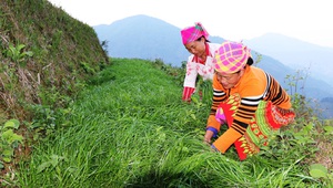 Nữ doanh nhân nặng lòng với đồng bào dân tộc Mông ở Lao Chải