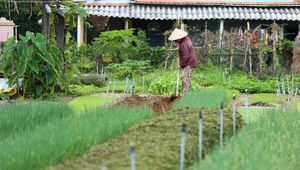 Làng rau Trà Quế - điểm đến thú vị xứng danh Di sản quốc gia