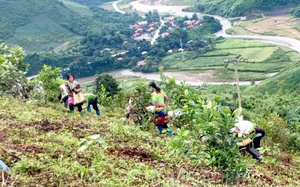 Mường Chà khuyến khích người dân trồng rừng gắn với phát triển kinh tế