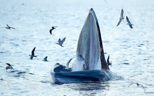 Người dân háo hức xem đàn cá voi xuất hiện ven biển Bình Định