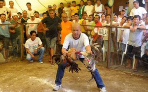 Các Đức Giám mục Philippines cảnh báo về “đại dịch cá cược chọi gà”