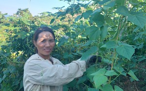 Người phụ nữ Mường đầu tiên ở bản Nà Bai dám trồng rau trên núi 