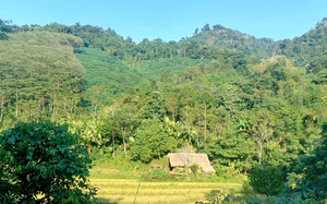 Phát triển kinh tế rừng tạo sức bật cho đồng bào người Dao ở Phú Thọ