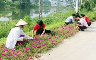 Hưng Yên: Hơn 100km đường hoa khoe sắc chào mừng 90 năm thành lập Hội