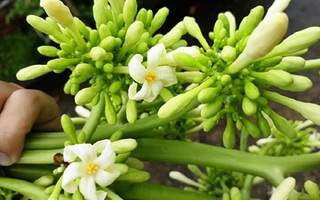 Hoa đu đủ đực: Loại hoa trước đây vứt đi nay được gom bán tiền triệu/kg