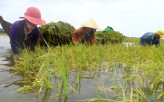 Tình làng nghĩa xóm trải rộng trên cánh đồng mùa gặt chạy lũ