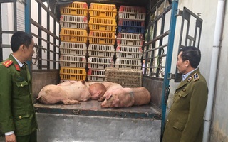 Bắt xe chở gần 500kg thịt lợn nhiễm tả lợn châu Phi đi tiêu thụ