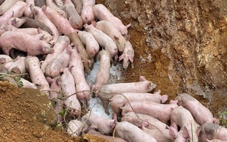 Triệu tập người vứt bỏ đàn lợn gần 100 con bị bệnh bên vệ đường ở Thanh Hóa
