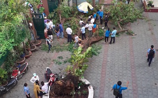 Từ sự cố cây đổ đè chết học sinh: Cây phượng có phù hợp trồng trong trường học?