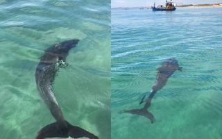 Du khách thích thú khi thấy cá heo xuất hiện gần bờ tại  Khánh Hòa