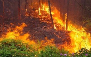 Thủ tướng chỉ đạo tăng cường phòng cháy, chữa cháy rừng