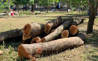 Một trường học bị kiểm điểm do chặt cây cổ thụ đang tươi tốt 