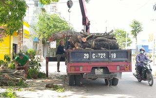Hà Nội: Dân bức xúc vì nhiều cây xanh bị chặt “oan uổng”