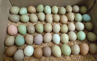 Loại trứng đủ màu sắc xanh đỏ khác lạ đắt gấp 15 lần trứng gà tốt cho mẹ bầu và trẻ nhỏ