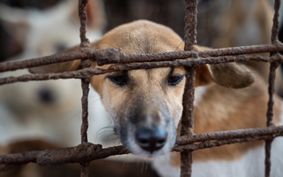 Nỗ lực xóa bỏ các lò mổ thịt chó ở Campuchia