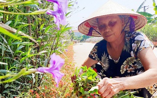 Người phụ nữ tự trồng gần 300m đường hoa làm đẹp quê hương