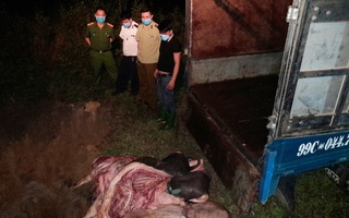 Phát hiện gần 1 tấn lợn nhiễm dịch tả châu Phi đang được đưa đi tiêu thụ