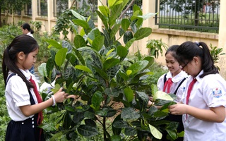Quỹ 1 triệu cây xanh cho Việt Nam: Lan tỏa tình yêu thiên nhiên, môi trường đến với học sinh