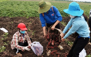 Phụ nữ Hậu Giang tích cực tham gia hỗ trợ tiêu thụ, vận chuyển nông sản