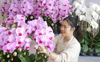 Sắm Tết 2021: Cách nhận biết hoa lan "xịn" và 4 bí quyết mua hoa đẹp đón xuân