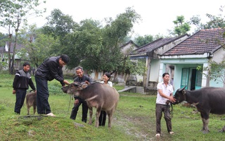 Tết năm Sửu, thăm những người dân nuôi trâu ở đất võ Bình Định