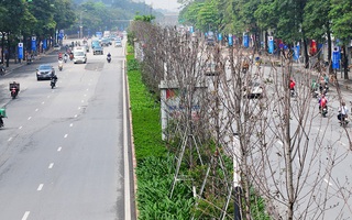 Chốt việc thay thế hàng phong lá đỏ chết khô trên tuyến đường đẹp nhất Hà Nội