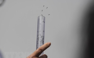 Thả muỗi để giảm… sốt xuất huyết