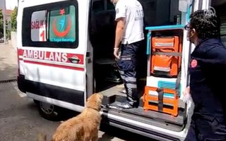 Cảm động chú chó đuổi theo xe cấp cứu đưa chủ nhân đến bệnh viện