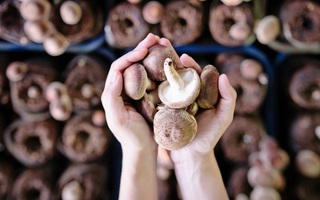 Ăn 2 cây nấm mỗi ngày giúp giảm 45% nguy cơ mắc ung thư