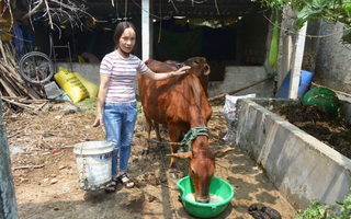 Mô hình “Ngân hàng con giống”, điểm tựa giúp phụ nữ Quảng Trị vươn lên thoát nghèo
