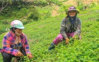 Đăk Glei, Kon Tum: Phát huy thế mạnh của hội viên phụ nữ trong khởi nghiệp