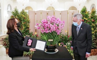 Tên của Phó Tổng thống Mỹ Kamala Harris được đặt cho 1 loài hoa lan ở Singapore