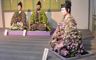 Thu về, người Nhật nôn nao nhớ lễ hội hoa cúc - loài hoa biểu tượng của thanh xuân bất tử