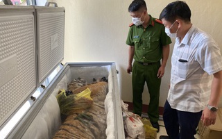 Hà Tĩnh: Phát hiện hổ đông lạnh nặng 160kg trong nhà dân