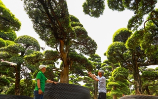 Ngắm vườn tùng la hán lớn bậc nhất Việt Nam
