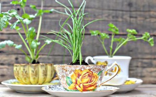 Tận dụng tách trà cũ để tạo nên những khu vườn mini đẹp bất ngờ